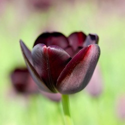 Tulip Queen of Night,Tulipa Queen of Night,Tulipe Queen of Night,Single Late Tulips, Tulips Simples Tardives